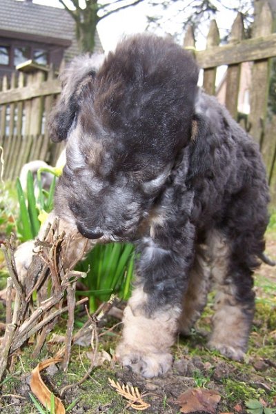 Ar-cen-ciel Arlequin 24.02 (17).JPG